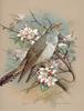 [Consigliere S4 - Basil Ede] The Cuckoo