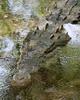 American Crocodile (Crocodylus acutus) - Wiki