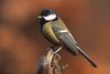 Great Tit (Parus major) - Wiki