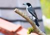 Grey Butcherbird (Cracticus torquatus) - Wiki