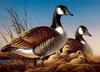 [Consigliere S4 - The Art of Terry Redlin] Canada Geese