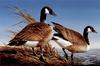 [Consigliere S4 - The Art of Terry Redlin] 1981 Minnesota Duck Stamp
