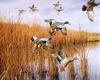[Consigliere S4 - The Wildfowl of David Maass] Coming In - Blue Winged Teal