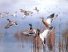[Consigliere S4 - The Wildfowl of David Maass] Hazy Ascent - Mallards