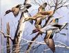 [Consigliere S4 - The Wildfowl of David Maass] Arkansas Duck Stamp - Green Winged Teal