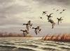 [Consigliere S4 - The Wildfowl of David Maass] Passing Through-Ring Necked Ducks