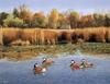 [Consigliere S4 - The Wildfowl of David Maass] Tranquil Setting-Ruddy Ducks