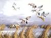 [Consigliere S4 - The Wildfowl of David Maass] Marshy Maneuvers-Gadwalls