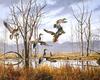 [Consigliere S4 - The Wildfowl of David Maass] Moving Out-Gadwalls
