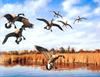 [Consigliere S4 - The Wildfowl of David Maass] Rest Site-Canada Geese