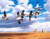 [Consigliere S4 - The Wildfowl of David Maass] Migrating Flight-Snow Geese