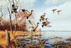 [Consigliere S4 - The Wildfowl of David Maass] Alarmed-Blue Winged Teal