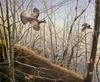 [Consigliere S4 - The Wildfowl of David Maass] Through The Birches-Ruffed Grouse