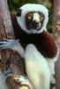 Coquerel's Sifaka (Propithecus coquereli)