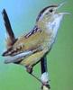 Marsh Wren (Cistothorus palustris) - Wiki