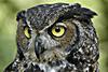 Great Horned Owl (Bubo virginianus) - Wiki