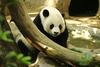 Giant Panda (Ailuropoda melanoleuca) - Wiki