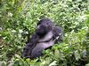 Eastern Gorilla (Gorilla beringei) - Wiki