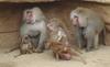 Hamadryas Baboon (Papio hamadryas) - Wiki