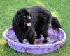 Newfoundland Dog - Wiki