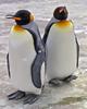 King Penguin (Aptenodytes patagonicus) - Wiki