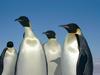 Emperor Penguin (Aptenodytes forsteri) - Wiki