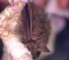 멸종위기 야생 동·식물 Ⅱ급《포유류》: 작은관코박쥐 Murina ussuriensis