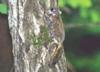 멸종위기 야생 동·식물 Ⅱ급《포유류》: 하늘다람쥐 Pteromys volans