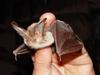 Brown Long-eared Bat (Plecotus auritus) - Wiki