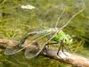 Emperor Dragonfly (Anax imperator) - Wiki