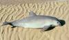 Vaquita (Phocoena sinus) - Wiki