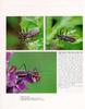 배홍무늬침노린재 Rhynocoris leucospilus