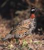 Black Francolin (Francolinus francolinus) - Wiki