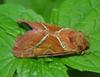 Orange Swift (Triodia sylvina) - Wiki