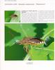 삿포로잡초노린재 Rhopalus sapporensis