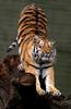 Siberian Tiger / Amur Tiger (Panthera tigris altaica) - Wiki