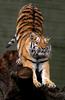 Siberian Tiger / Amur Tiger (Panthera tigris altaica) - Wiki
