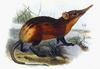 Golden-rumped Elephant Shrew (Rhynchocyon chrysopygus) - Wiki