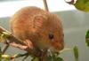 Harvest Mouse (Micromys minutus) - Wiki