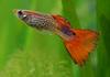 Guppy (Poecilia reticulata) - Wiki