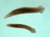 플라나리아 Dugesia japonica (Planaria)