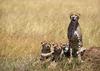 Cheetah family