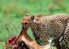 Cheetah