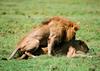 Lions mating