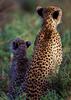 Cheetahs