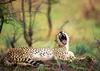 Cheetah