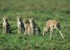 Cheetah family