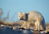 Arctic Fox