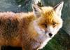 Red Fox