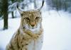 Lynx